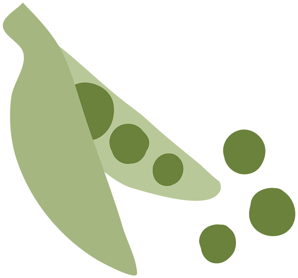 Illustration of a green pea pod with peas spilling out