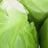 Brussels Sprouts