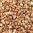 Buckwheat