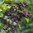 Elderberry