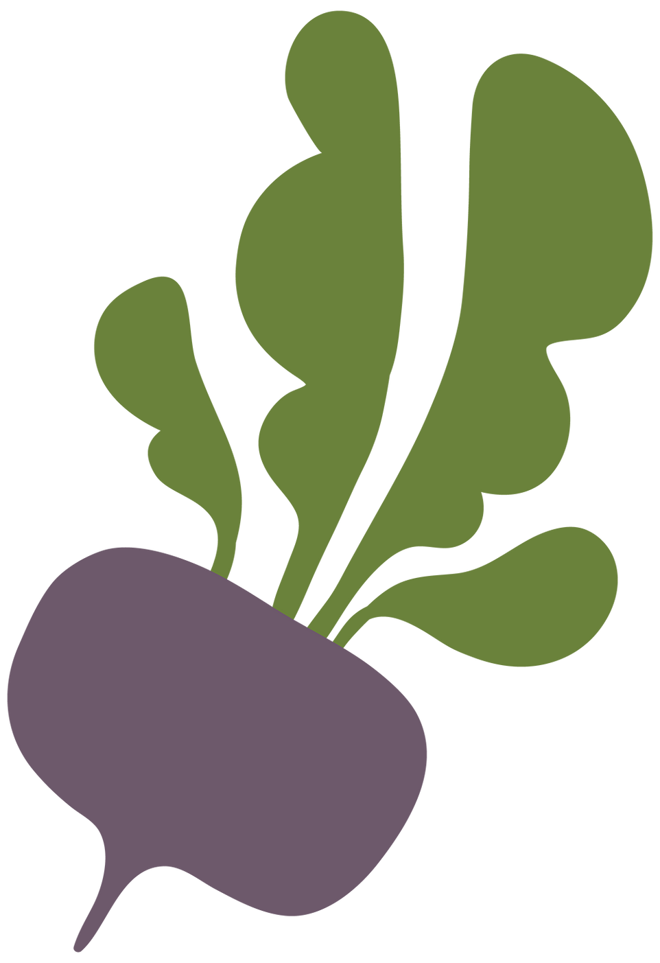 Purple rutabaga with green leaves